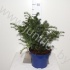 Тис Taxus Repandens Тис Taxus Repandens