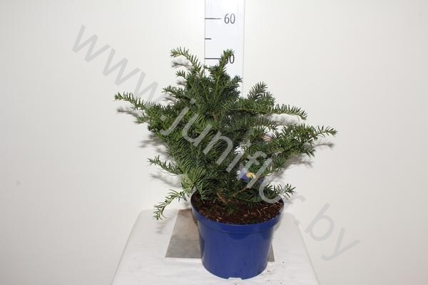 Тис Taxus Repandens