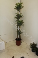 Драцена Dracaena Surprise 120-90-60-30