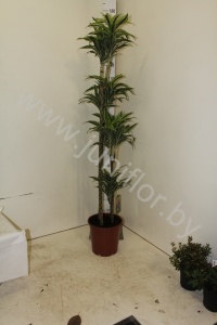 Драцена Dracaena Surprise 120-90-60-30