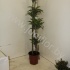 Драцена Dracaena Surprise 120-90-60-30 Драцена Dracaena Surprise 120-90-60-30
