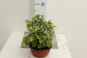 Фикус Ficus Kinky 2pp
