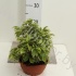 Фикус Ficus Kinky 2pp Фикус Ficus Kinky 2pp
