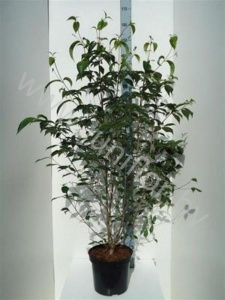 Корнус Cornus China Girl