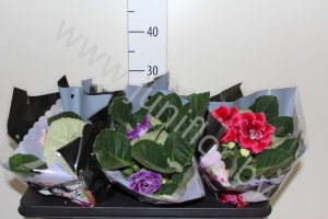 Синнингия Sinningia Mix