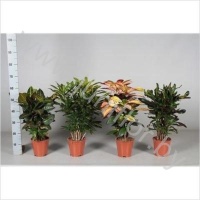 Кодиеум Codiaeum Gemengd Vertakt