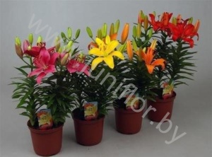 Лилия Lilium Az. Gemengd