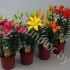 Лилия Lilium Az. Gemengd Лилия Lilium Az. Gemengd