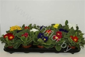 Примула Primula Acaulis Grp Mix