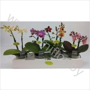 Фаленопсис   Phal Multi Flower Mix 2 tak