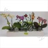 Фаленопсис Phal Multi Flower Mix 2 tak Фаленопсис Phal Multi Flower Mix 2 tak