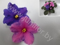 Сенполия Carnaval