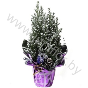 Кипарис Cham.Sn.Rondella Kersttoef SNOW