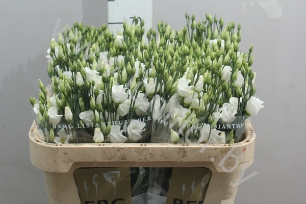 Эустома Lisi en Piccolo White