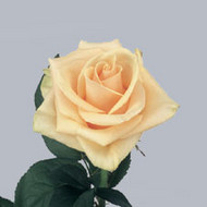 Роза Prima Donna