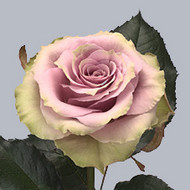 Роза Amnezia