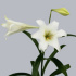 Az_Snowcap.jpg Лилия Az Snowcap