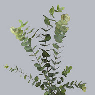 Eucaliptus Cinerea