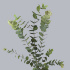 Eucaliptus_Cinerea.jpg Eucaliptus Cinerea