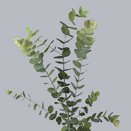 Eucaliptus Cinerea