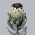 Protea_Barbigera_Niobep2.jpg Протея Barbigera Niobe