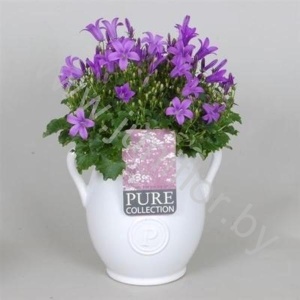Кампанула Coll.Vase  