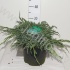 Можжевельник Juniperus Blue Carpet