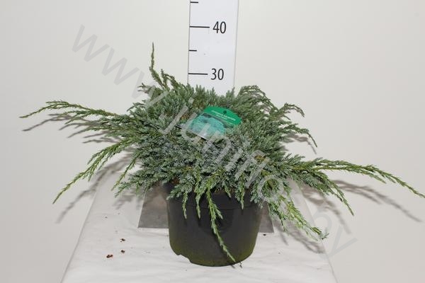 Можжевельник Juniperus Blue Carpet