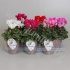 Цикламен Cyclamen SS Compact Mix Diamond Цикламен Cyclamen SS Compact Mix Diamond