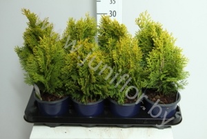 Туя Thuja Aurea Nana