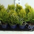 Туя Thuja Aurea Nana