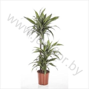 Драцена Dracaena Ulises 60-30-15