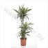 Драцена Dracaena Ulises 60-30-15 Драцена Dracaena Ulises 60-30-15