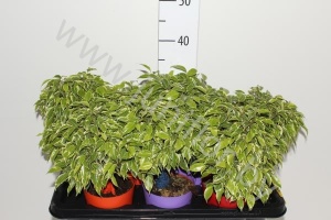 Фикус Ficus Kinky Op Stam Ton-Sur-ton