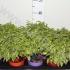 Фикус Ficus Kinky Op Stam Ton-Sur-ton Фикус Ficus Kinky Op Stam Ton-Sur-ton