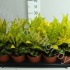 Кодиеум Codiaeum Gold Sun Кодиеум Codiaeum Gold Sun