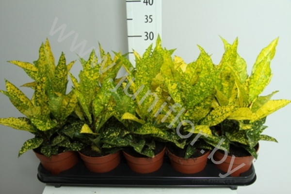 Кодиеум Codiaeum Gold Sun
