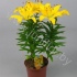 Лилия Lilium Az. Matrix Goud Лилия Lilium Az. Matrix Goud