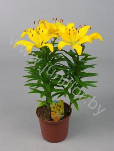 Лилия Lilium Az. Matrix Goud