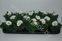 Примула Primula Acaulis Wit