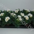 Примула Primula Acaulis Wit Примула Primula Acaulis Wit