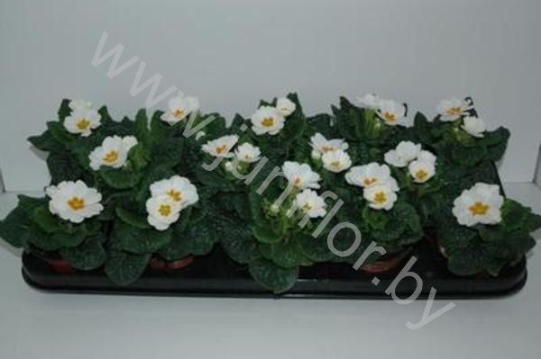 Примула Primula Acaulis Wit