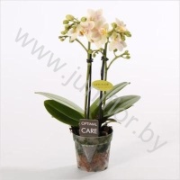 Фаленопсис Phalaenopsis Multi Flower Sara 2 tak CITES