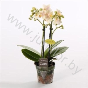 Фаленопсис Phalaenopsis Multi Flower Sara 2 tak CITES