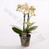 Фаленопсис Phalaenopsis Multi Flower Sara 2 tak CITES Фаленопсис Phalaenopsis Multi Flower Sara 2 tak CITES