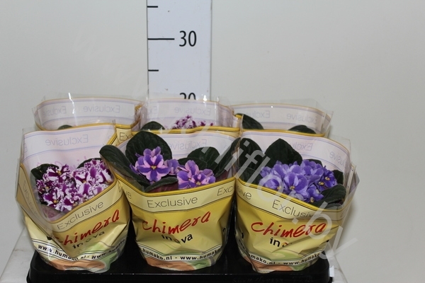 Сенполия Chimera Mix Сенполия Chimera Mix