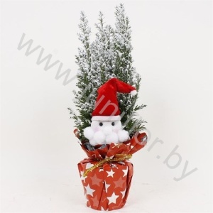 Кипарис Cham.Sn.Rondella Kerstman SNOW
