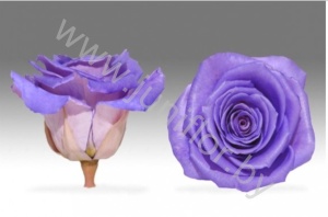Стабилизированная роза Rose pr PIN11