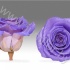 Стабилизированная роза Rose pr PIN11 Стабилизированная роза Rose pr PIN11