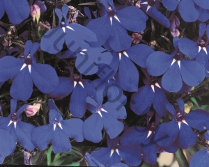 Лобелия Lobelia Erinus Midnight Blue